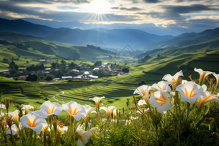 上堡梯田山坡上盛开的美丽景观背景