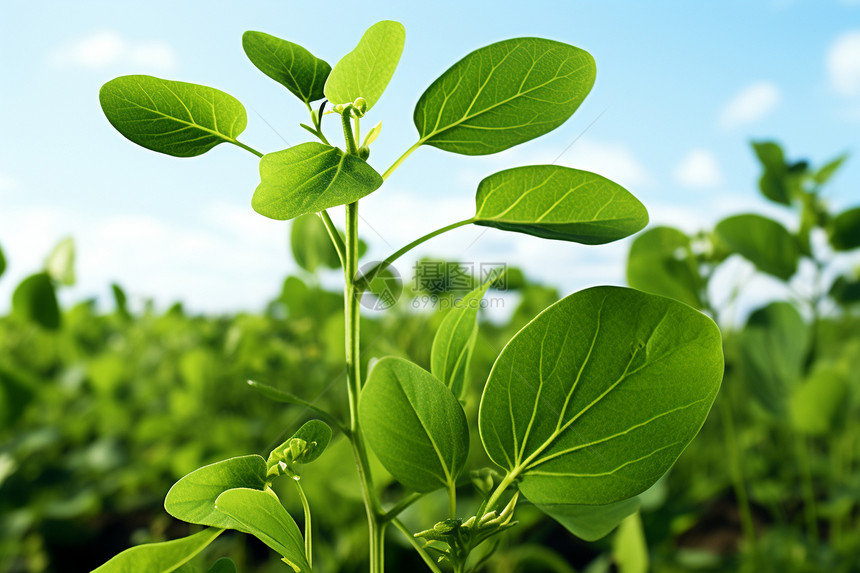 农业种植的豆角种植田图片