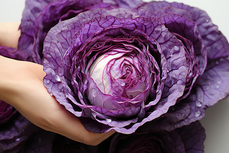 紫甘蓝蔬菜图片