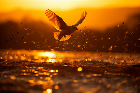 日落下的飞鸟背景图片
