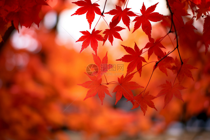 秋季的枫叶图片