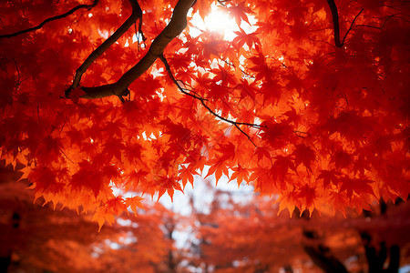 秋季枫树图片
