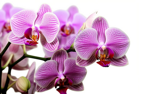 唯美的紫色小花图片