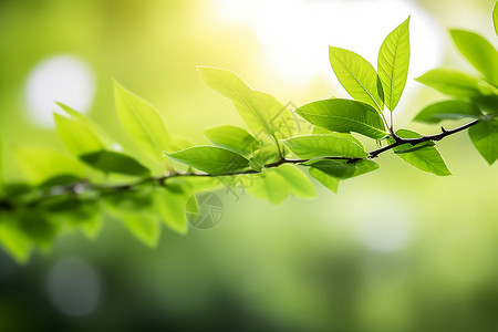 植物绿色的枝叶图片