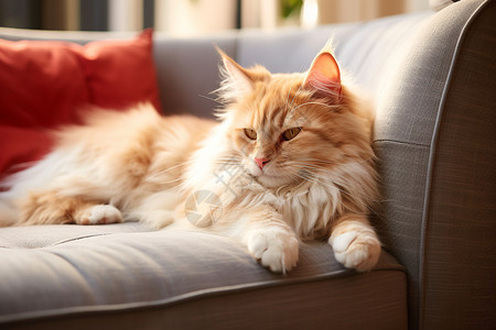 沙发上的宠物小猫图片