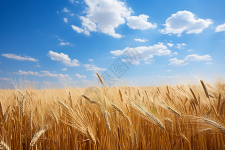 金色的麦穗背景图片