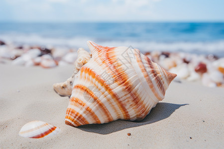 海滩上的海螺和贝壳图片