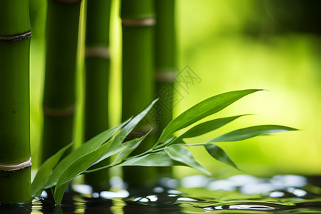 池塘旁生长的竹子背景图片