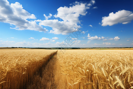 丰收的小麦粮食图片