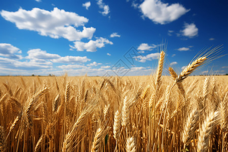 农业小麦农田背景图片