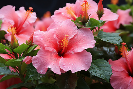 芙蓉花素材芙蓉花背景背景