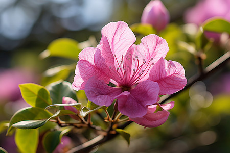 粉色开花的植物图片