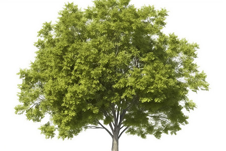 绿色的树背景图片