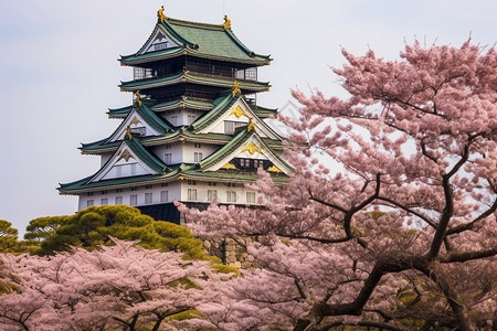 名古屋城堡历史名古屋建筑背景