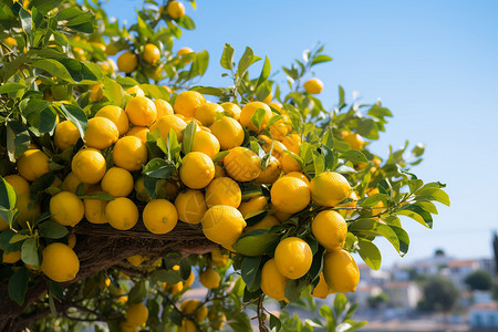 农业柠檬树背景图片
