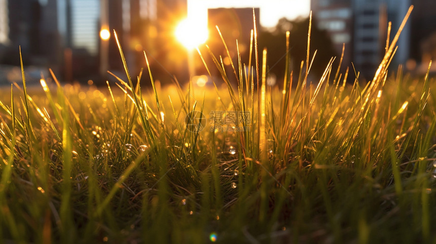 草地上的阳光图片