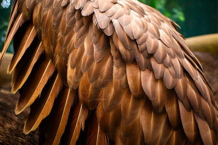 老鹰的羽毛图片