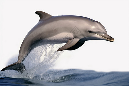 水中嬉戏海豚背景