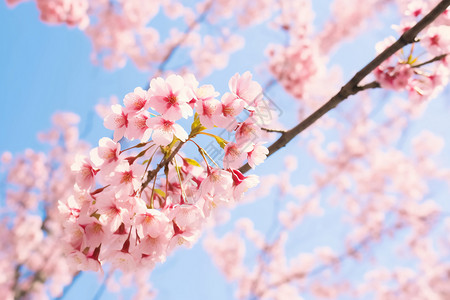 美丽的樱花背景图片
