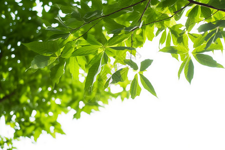 阳光下嫩绿的树叶背景图片