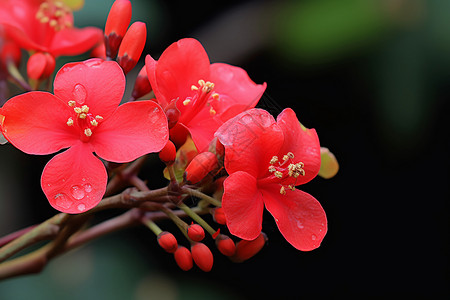 花园中盛开的红色花朵高清图片