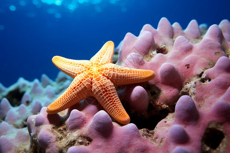 美丽的海星生物小海星高清图片