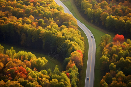 秋天的森林美景图片