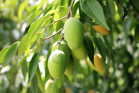 果园的芒果树图片