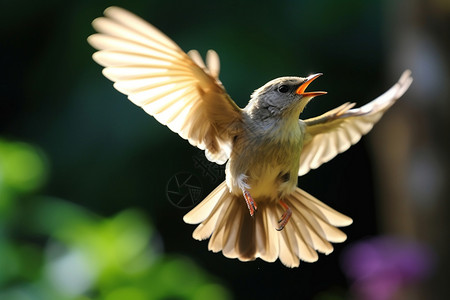 飞翔黄色小鸟飞行中的小鸟背景