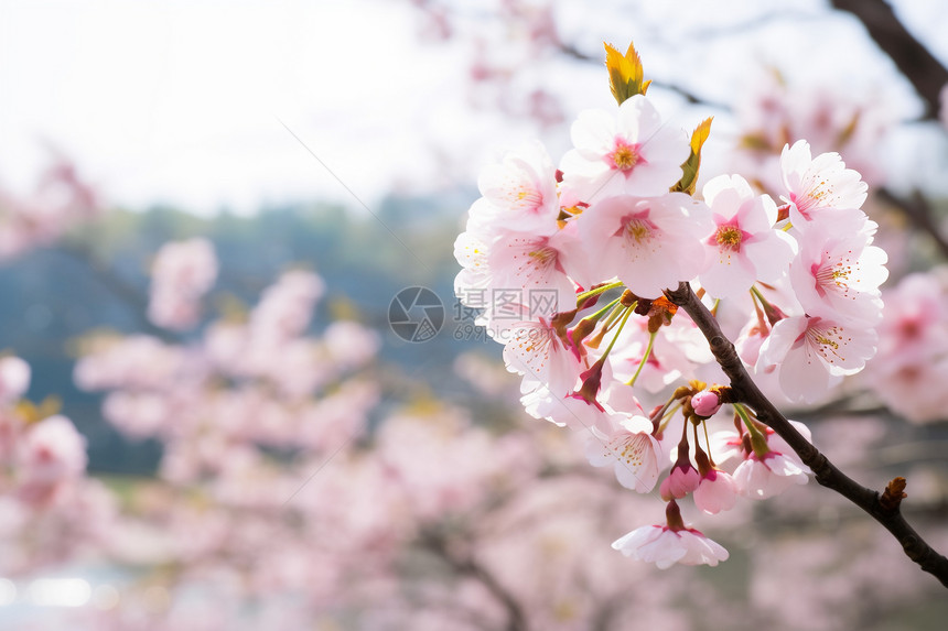 树枝上的樱花图片