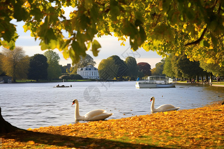 天鹅湖公园公园湖畔的风景背景