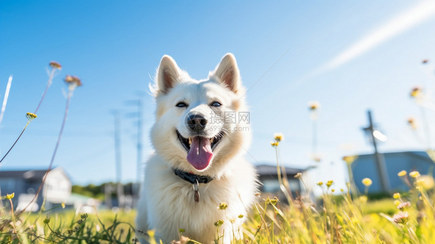 户外草地上可爱的狗狗图片