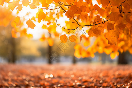 公园秋天的橡树背景图片
