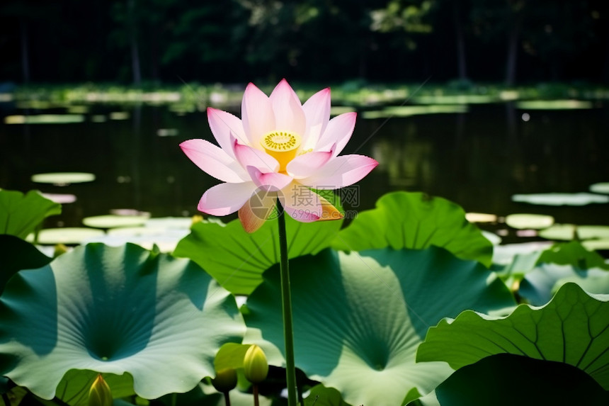 夏季花园池塘中的莲花图片