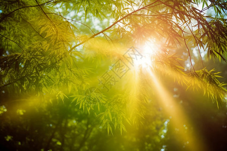 耀眼阳光树林里耀眼的阳光背景