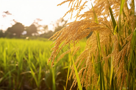 成熟收获的稻谷高清图片
