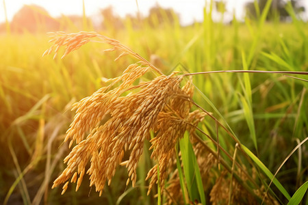 自然生长的稻谷图片