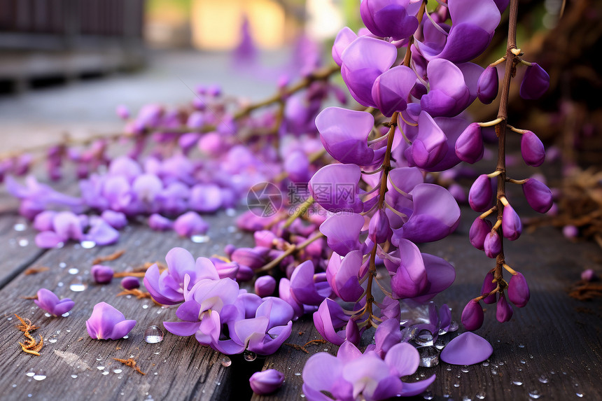紫色的花图片