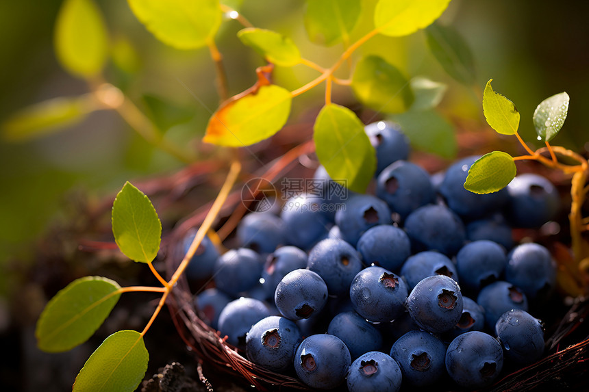 篮子里的蓝莓图片