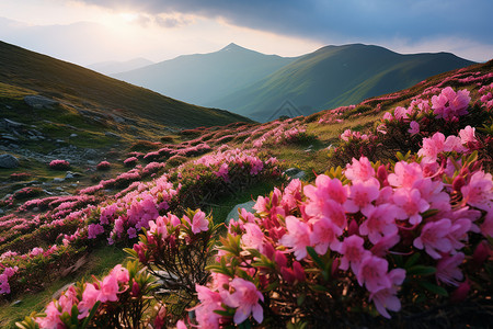 山坡上美丽的花海图片