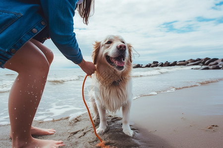 海边狗在海边快乐玩耍的小狗背景