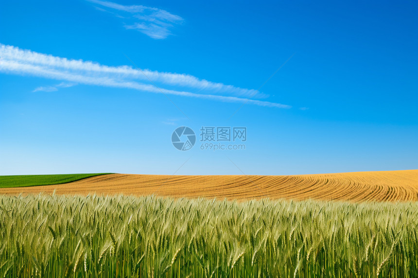 田地里的小麦图片