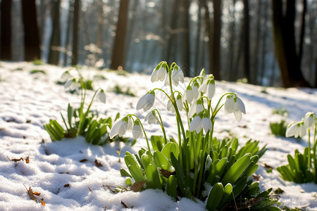 冬季树林中的雪莲花高清图片