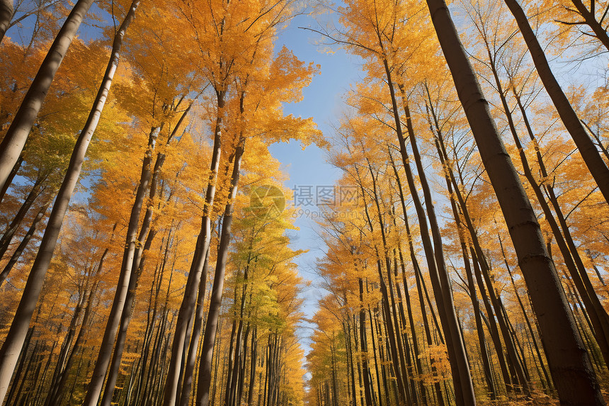 秋季下泛黄的树叶图片
