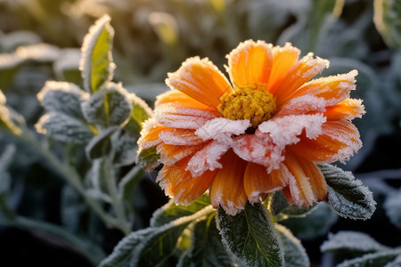 一朵金盏花冬季霜冻的金盏花背景