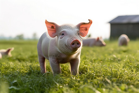 乡村农业养殖的猪崽图片