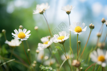 野兔在草甸长在草甸中的洋甘菊背景