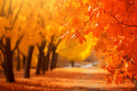 泛黄枫叶染上秋意的树木背景