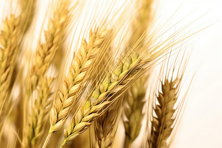 乡村田野中的小麦作物图片