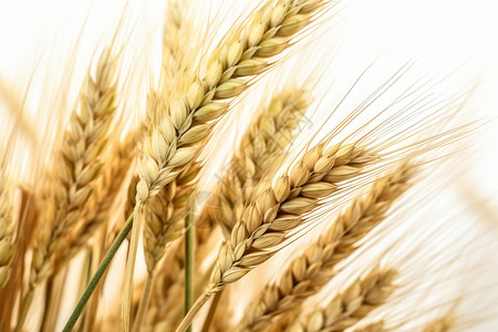 秋天等待丰收的小麦作物图片
